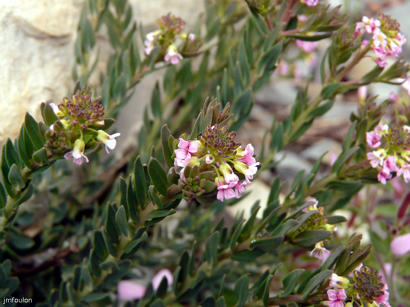 fleurs-26-04-09 003.jpg
